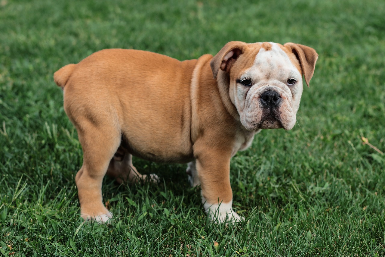 Understanding the Friendly Nature of the English Bulldog